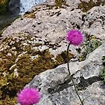 Casa de Férias Apartma Boma Bovec